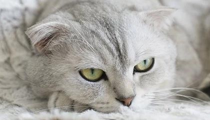 红箭三侠发威！19年英超，菲米马内双响，利物浦4-2战胜伯恩利